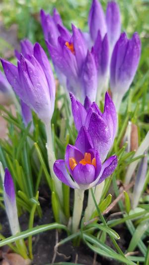 Foto: Krokusse die ersten Blüten im Frühling