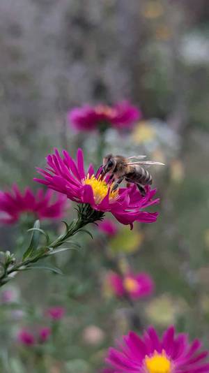 Foto: Eine Honigbiene (Apis mellifera), die Nektar von einer purpurroten Herbstaster sammelt.