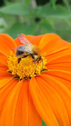 Foto: Biene auf Ringelblume
